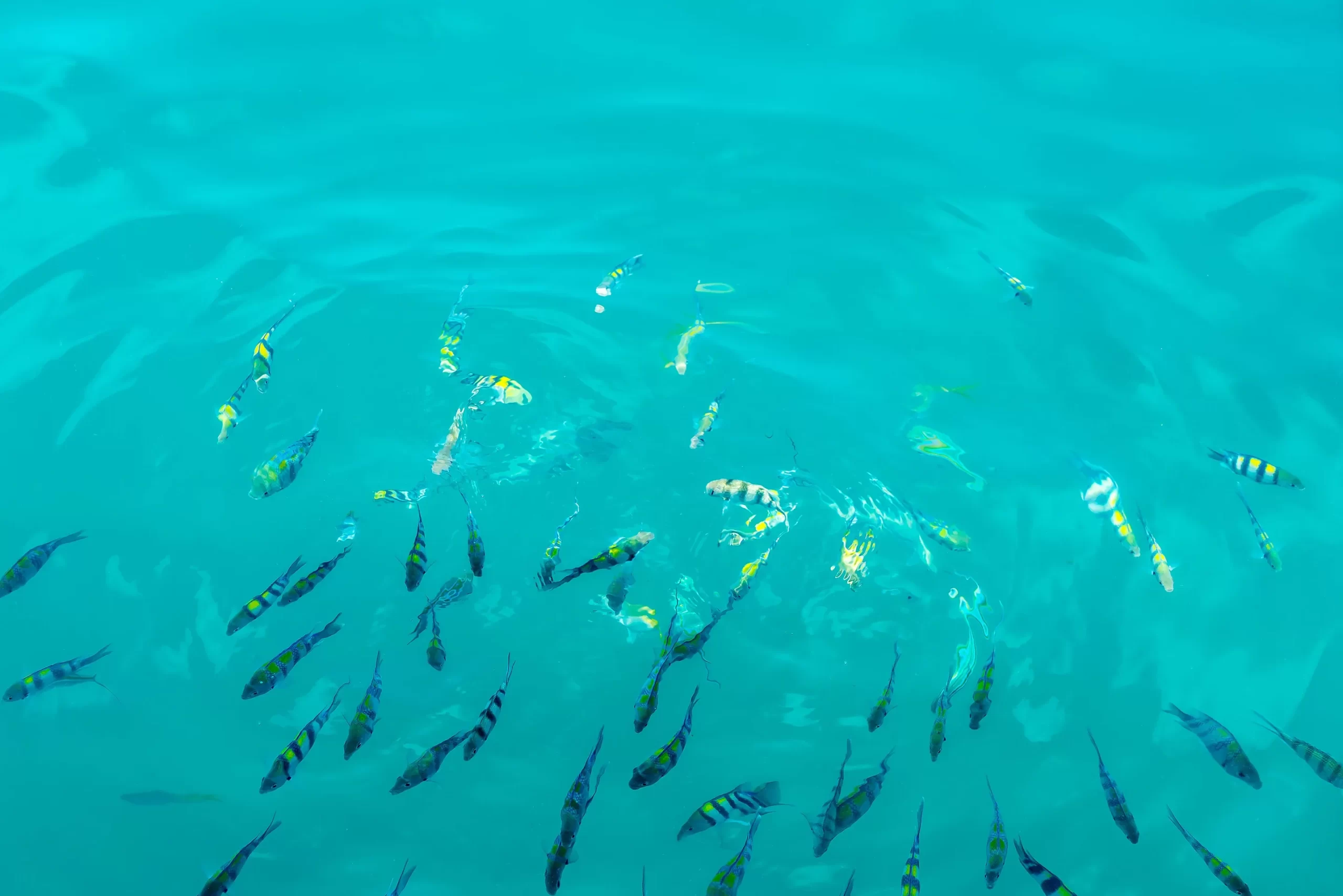 aventura en el acuario y haynes cay dos experiencias que no puedes perderte en san andres